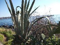 i Trezza-20110311 016